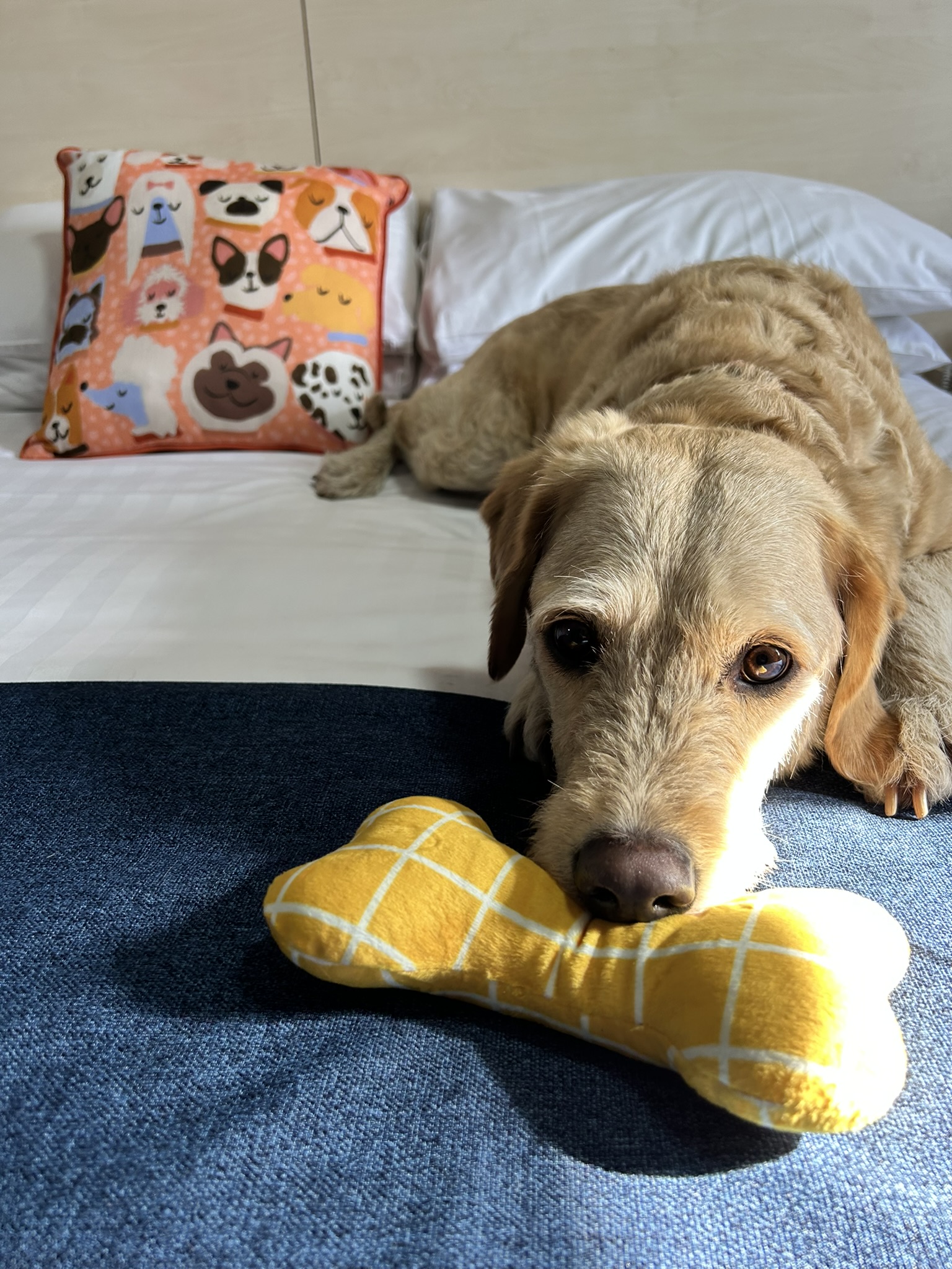 A Paw-fect Stay: Dog Friendly Rooms