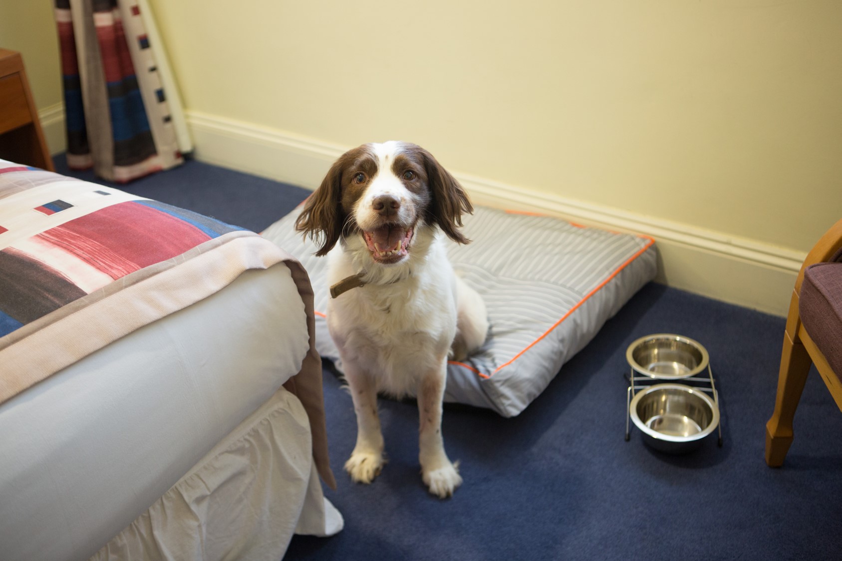 Dog Friendly Room