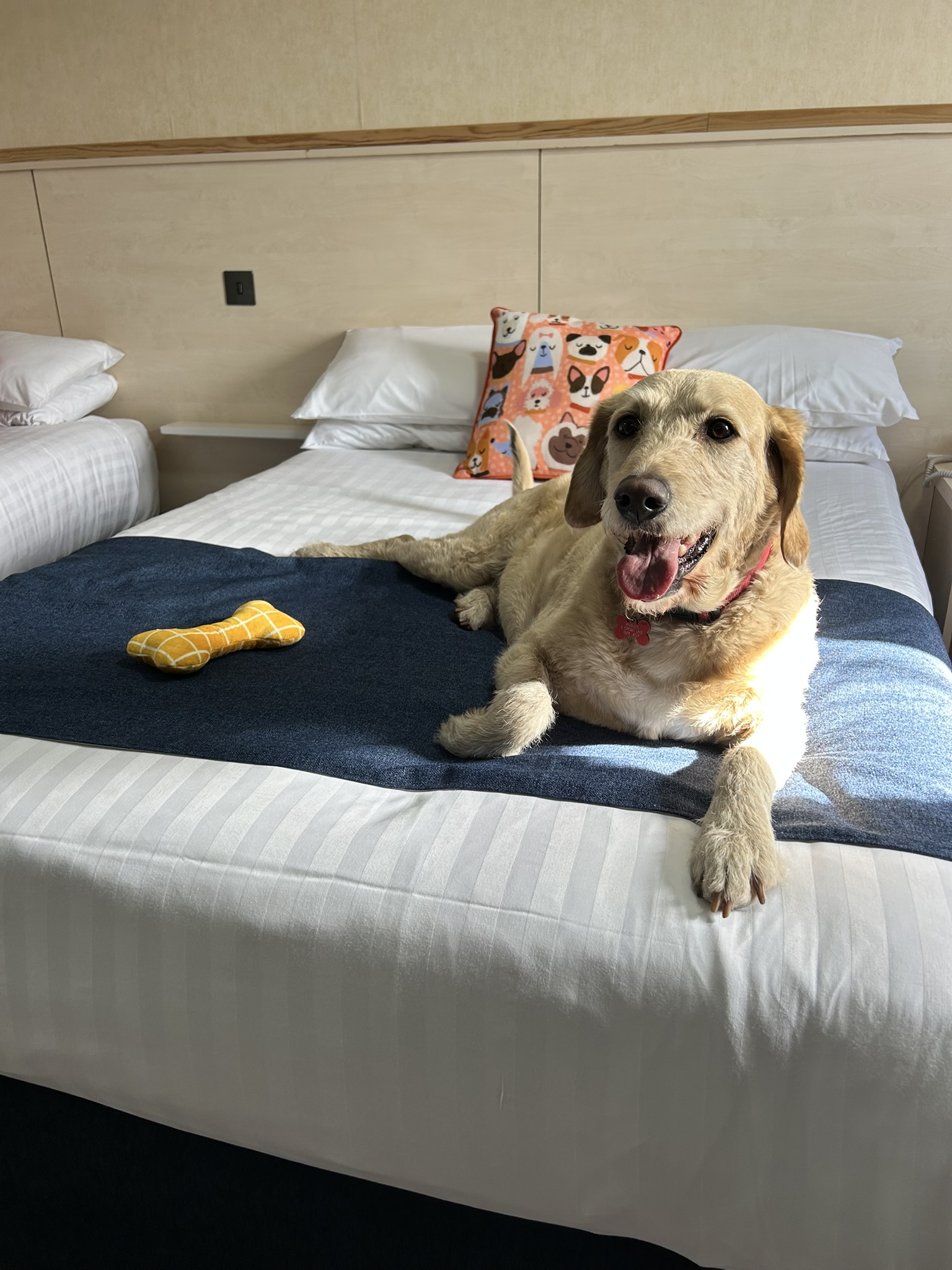 Dog resting on a bed in a dog-friendly room