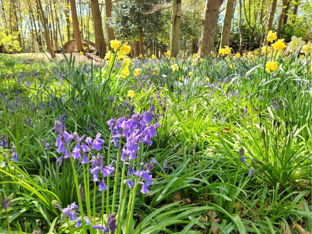 Woodlands Bluebells